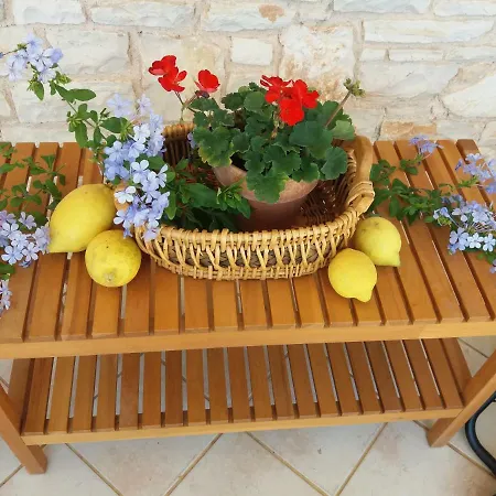 Calendula Κοράτο
